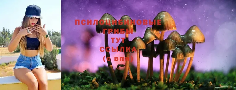 Псилоцибиновые грибы Psilocybe  Бахчисарай 