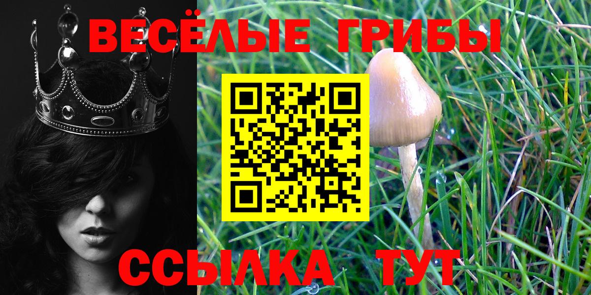 Псилоцибиновые грибы Psilocybe Бахчисарай